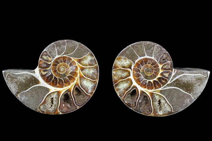 Cut & Polished Ammonite (Anapuzosia?) Pair - Madagascar #88003